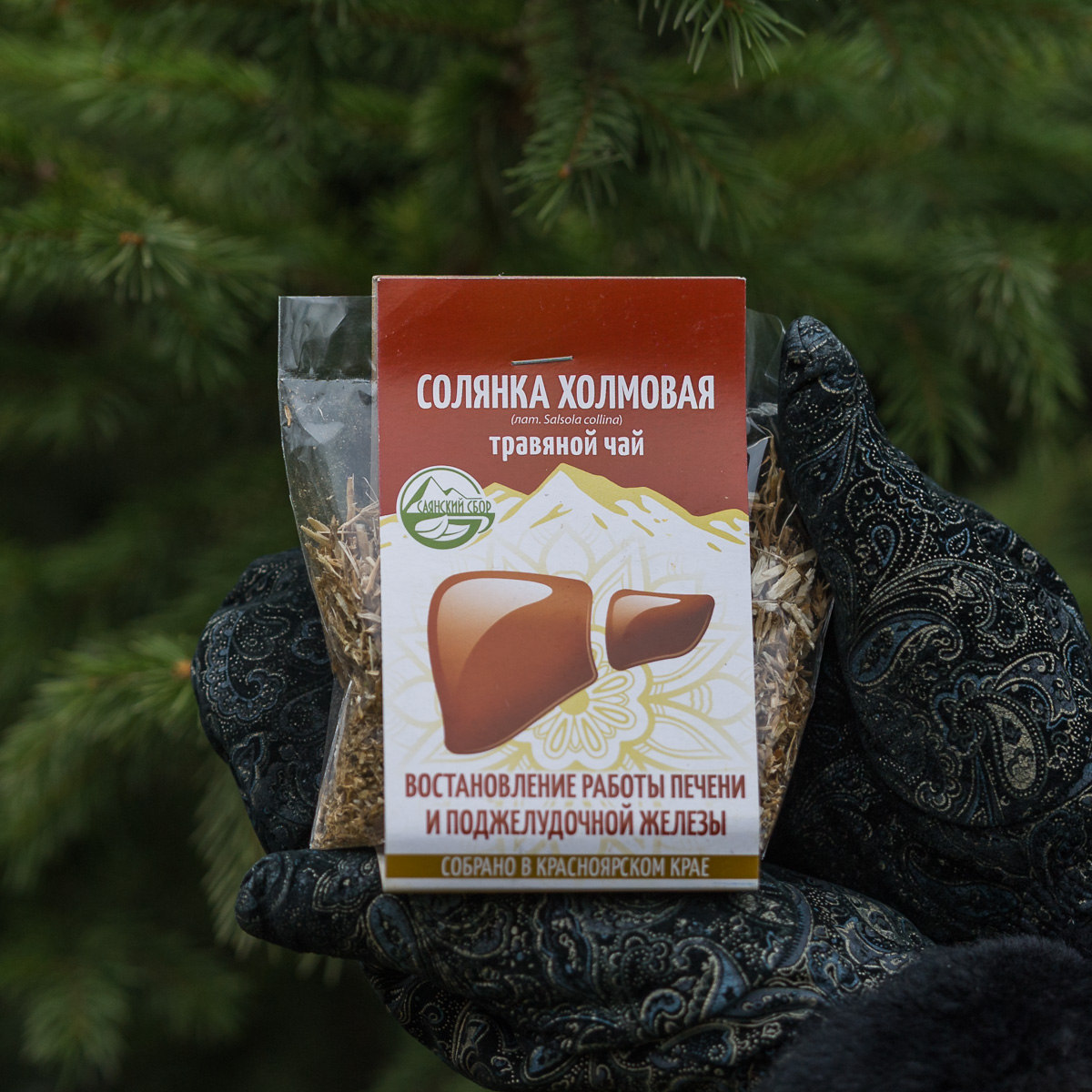 Солянка холмовая