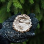 Медальон из рога Корона